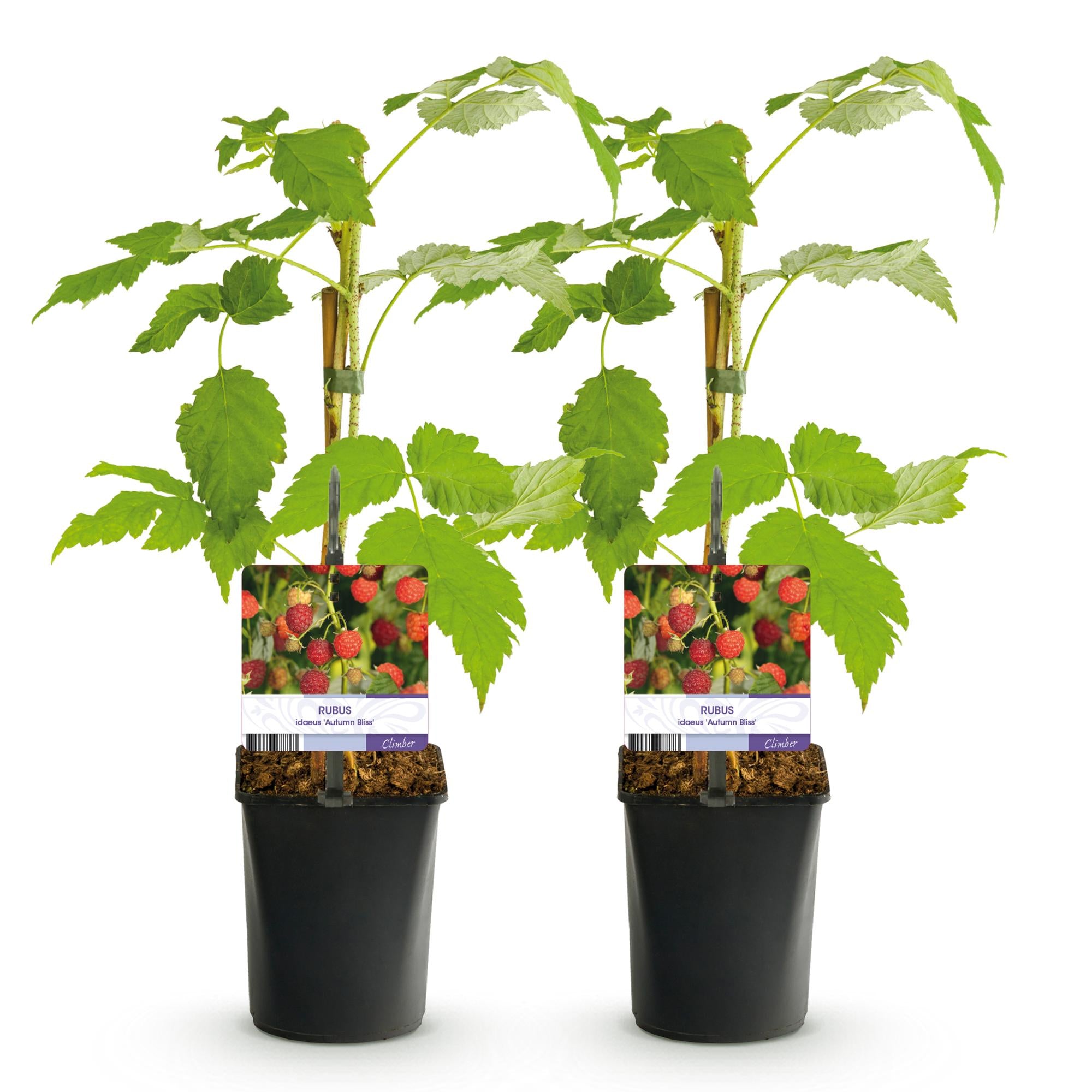 Framboos - Rubus idaeus Autumn Bliss  - Rode Framboos - 2 planten -  Pot 11cm Hoogte 40cm