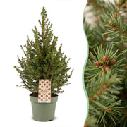 Picea glauca Conica - 4x Kegelspar - Groen - Kerstboom - Ø17cm - ↕65cm