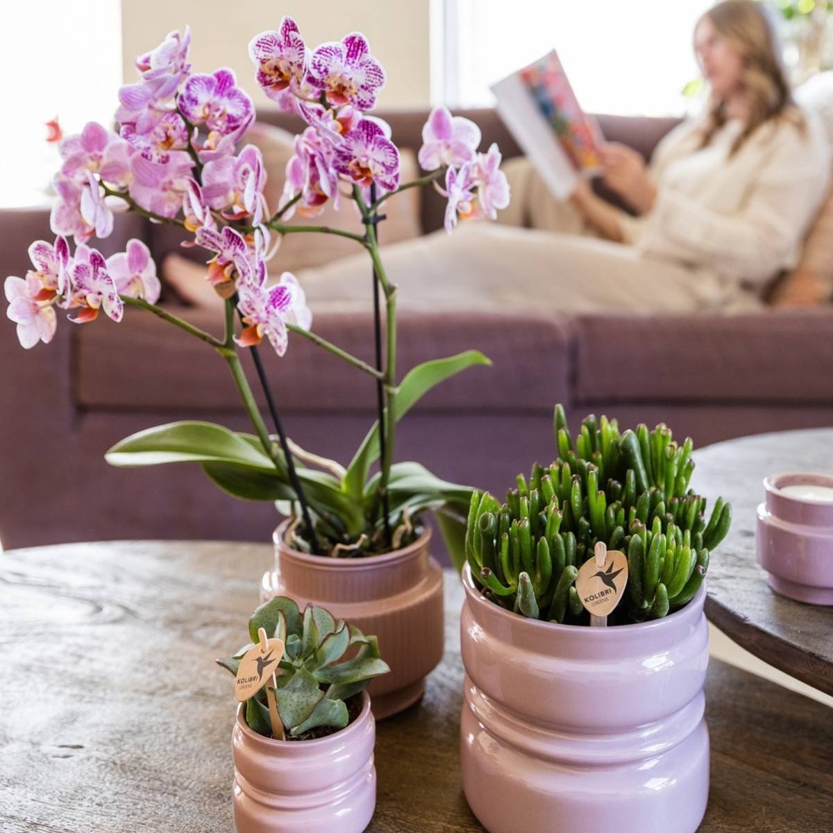 Kolibri Orchids | Combi Deal - 4 Roze-Paarse Phalaenopsis Orchideeën Diamond Bora Bora - Ø9 cm
