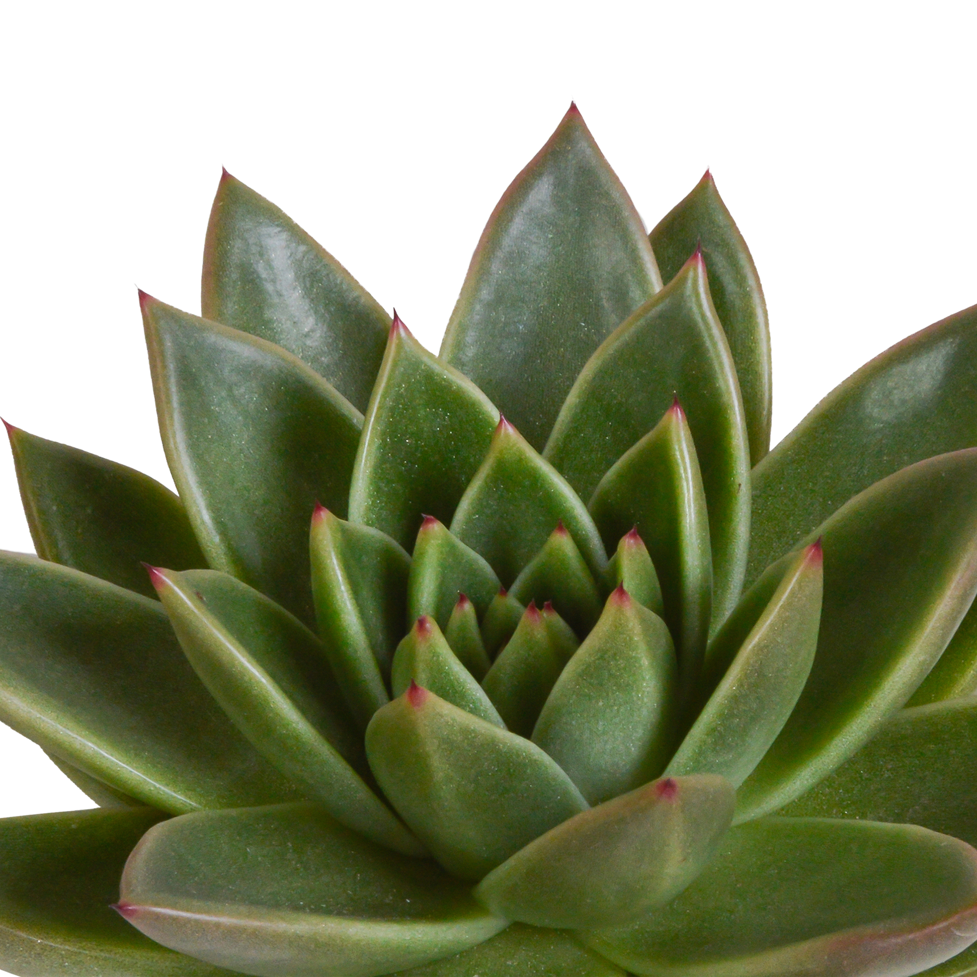 Echeveria mix 10.5 cm - 3x - in Mexicaanse pot