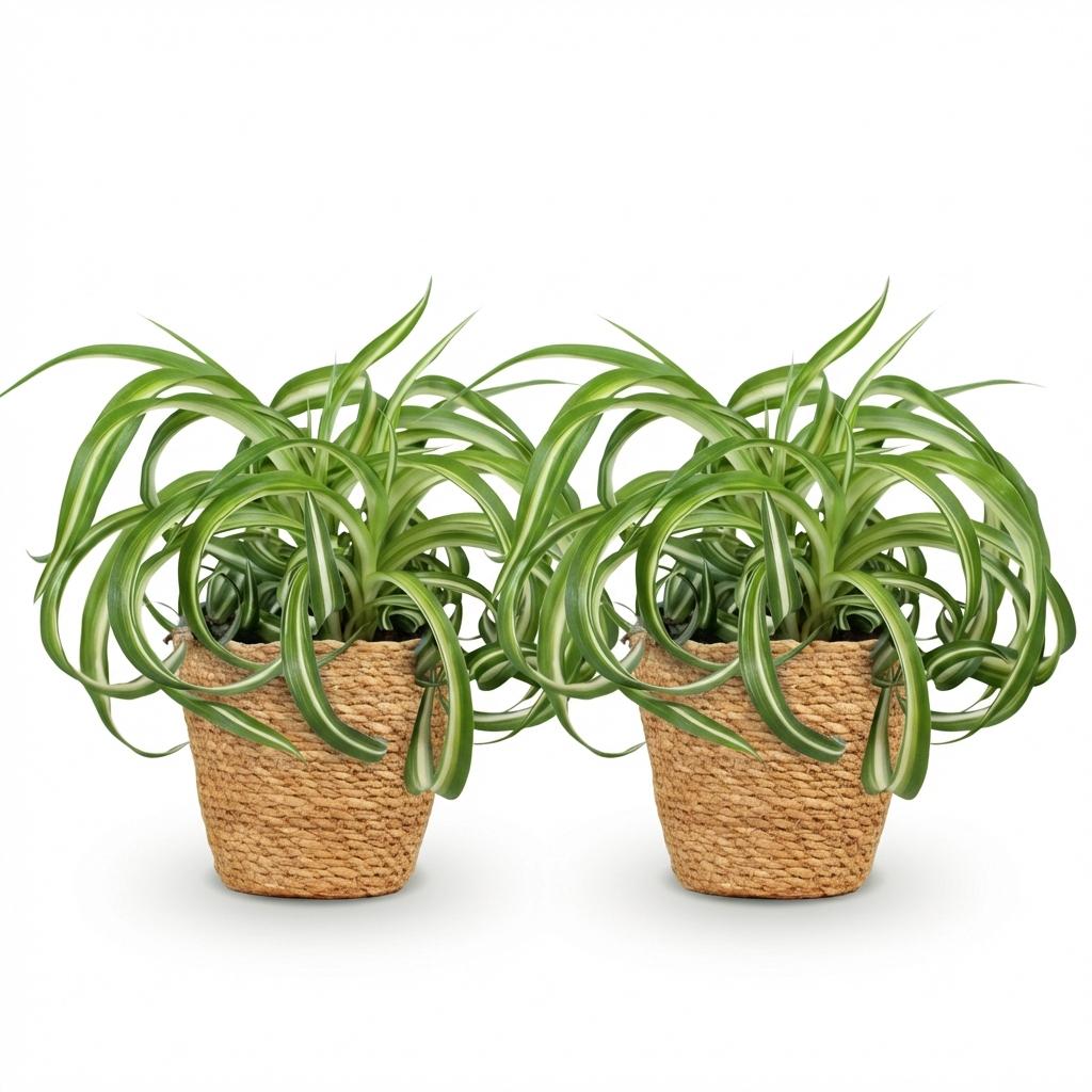 Chlorophytum comosum Bonnie - Krullende Graslelie - Huisdiervriendelijke Plant - 2 Planten - met Mand - Pot 12cm - Hoogte 20cm