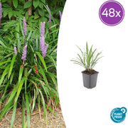 48x Liriope muscari 'Ingwersen' - ↕10-25cm - Ø9cm