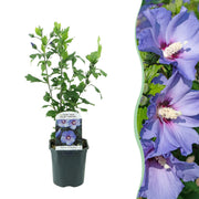 Green boutiQ – Sträucher – Hibiscus syriacus 'Oiseau Blue' – Blaue Blüte – 1 Pflanze – Laubabwerfend – Pflegeleicht – Topf: 17 cm, Höhe: 45 cm