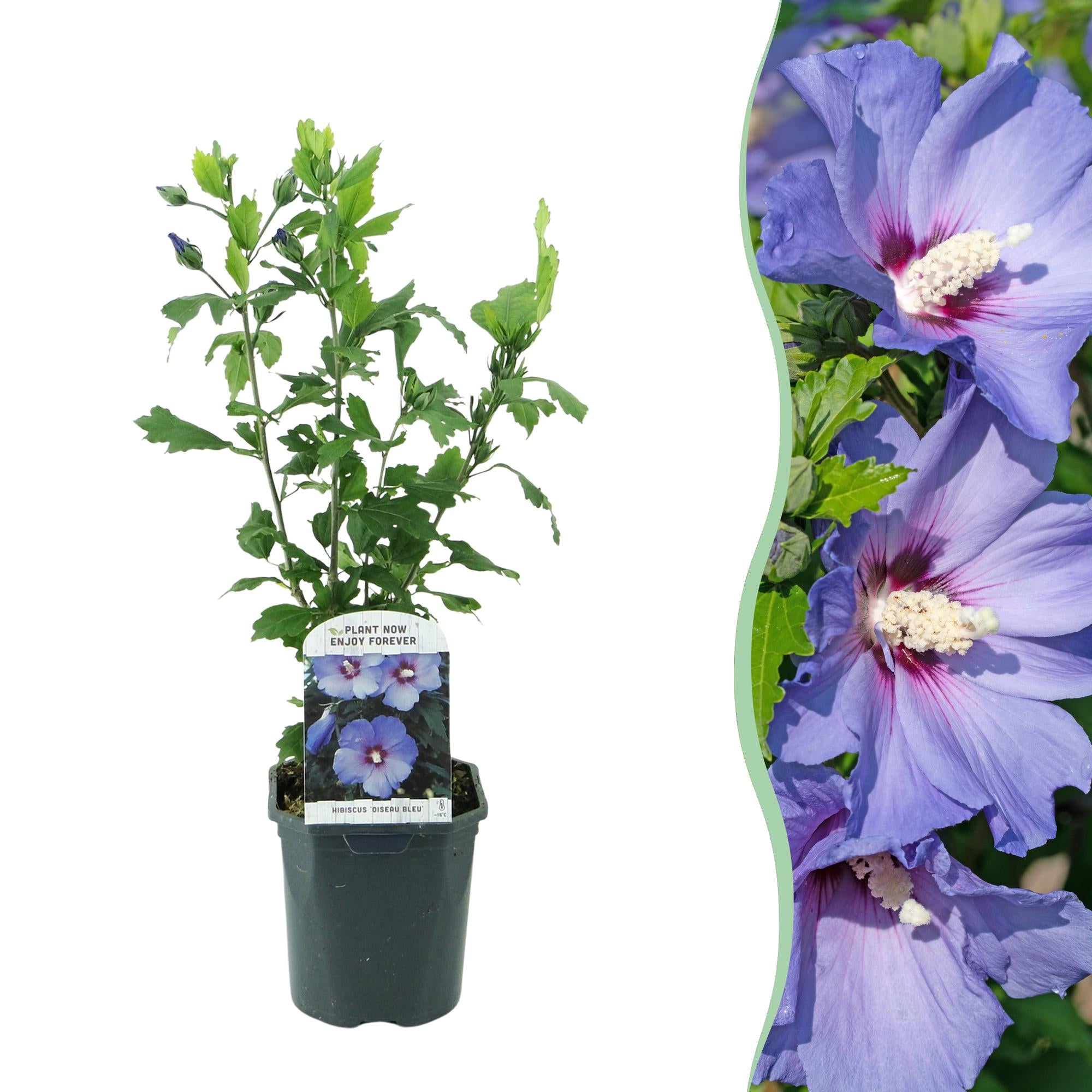 Green boutiQ – Sträucher – Hibiscus syriacus 'Oiseau Blue' – Blaue Blüte – 1 Pflanze – Laubabwerfend – Pflegeleicht – Topf: 17 cm, Höhe: 45 cm
