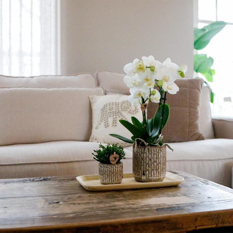 Kolibri-Zuhause | Jaguar - Ø6cm - Ø6cm