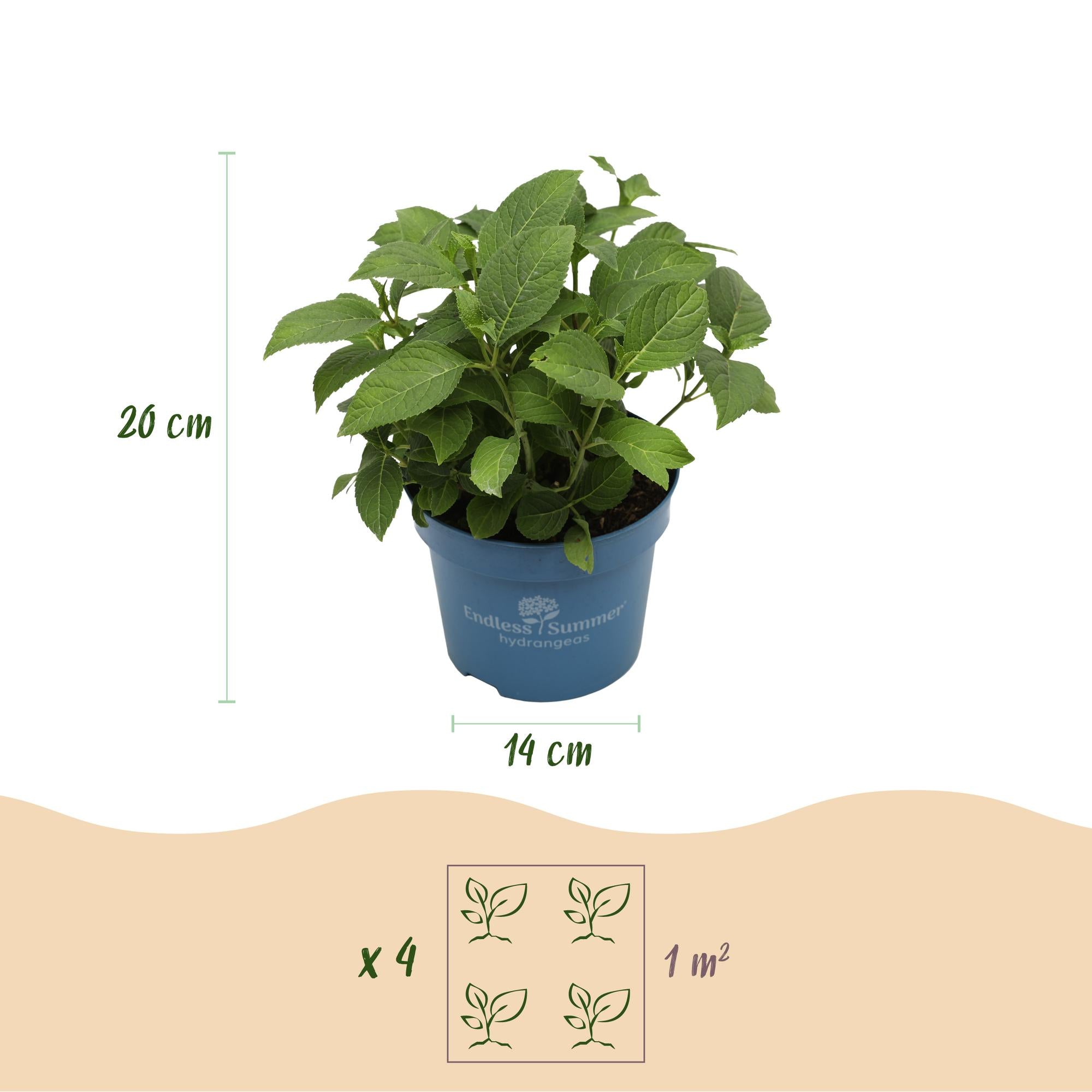 Hydrangea Endles Summer The Original Pink - Hortensia - Winterhard - Roze - 1 Plant - Pot 14cm - Hoogte 20-25cm
