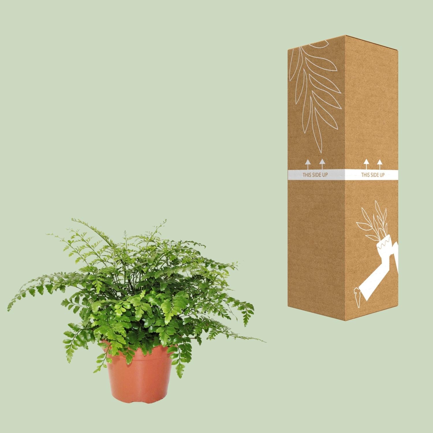 Asplenio Parvati - Ø17cm - ↕30cm