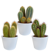 Mélange de cerisiers de 10,5 cm - 3x - en pot blanc