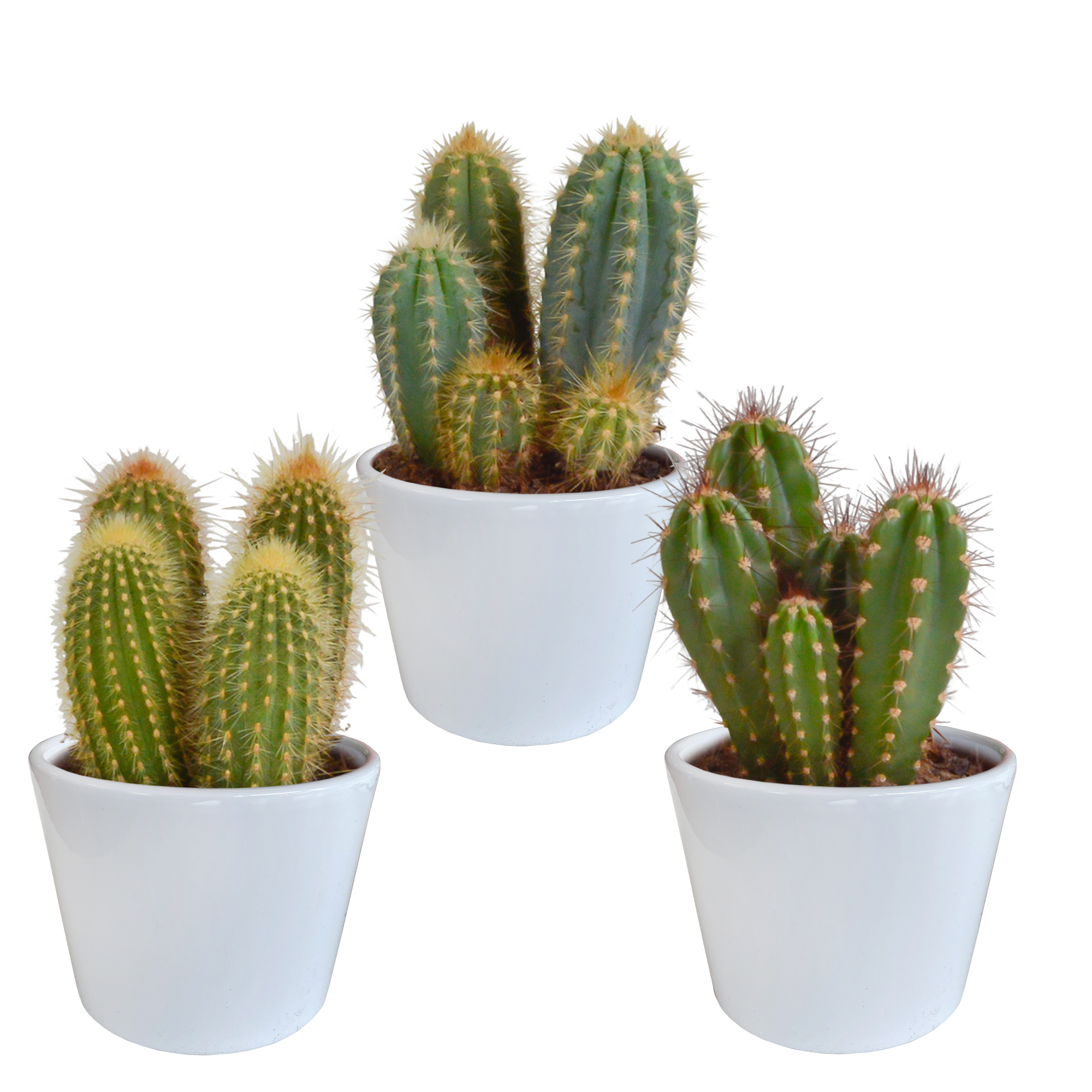 Mélange de cerisiers de 10,5 cm - 3x - en pot blanc