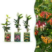Lonicera Tricolour - Driekleurige kamperfoelie 3x - Rood - Paars - Oranje - Geel - Klimplant - Ø9cm - ↕35cm