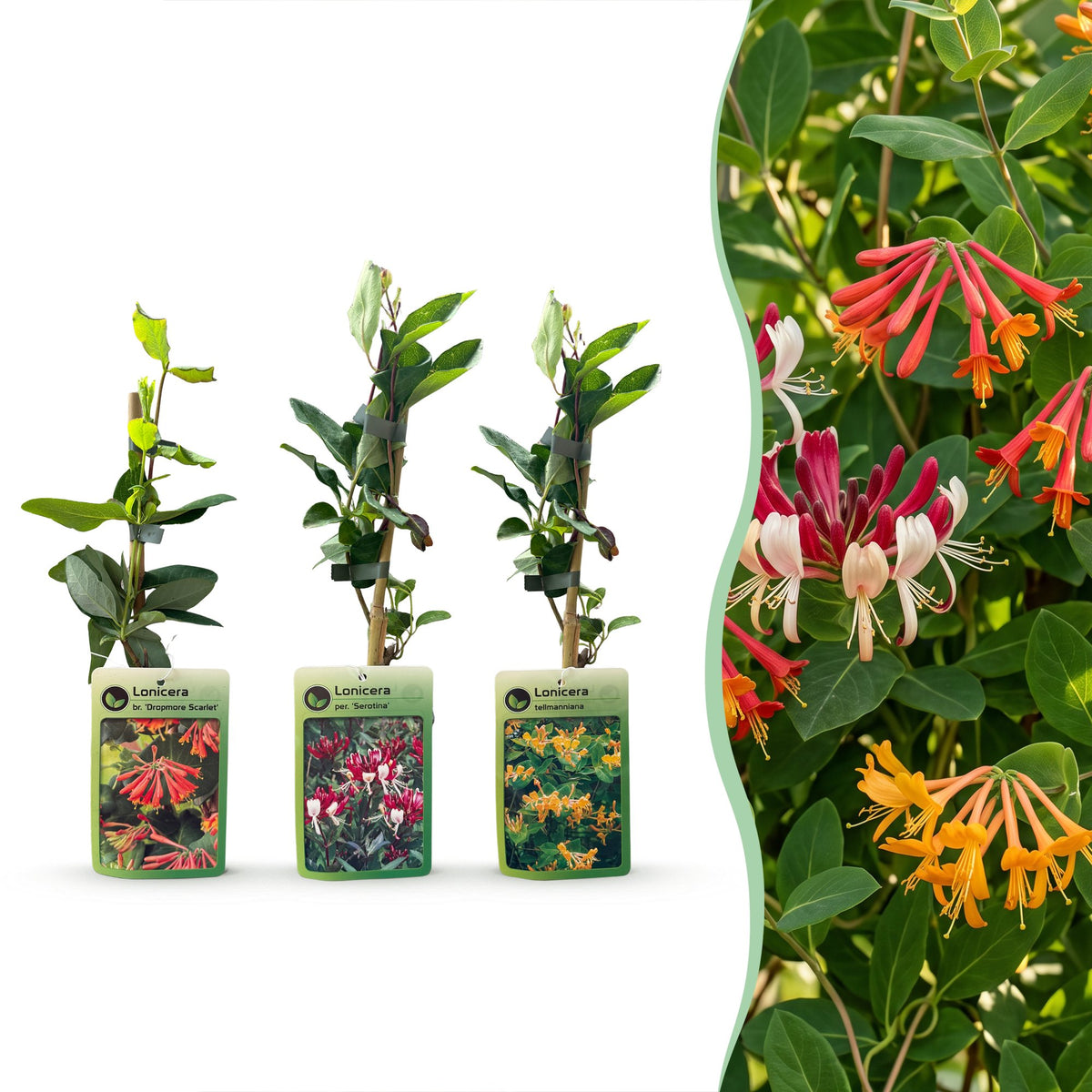 Lonicera Tricolour - Driekleurige kamperfoelie 3x - Rood - Paars - Oranje - Geel - Klimplant - Ø9cm - ↕35cm