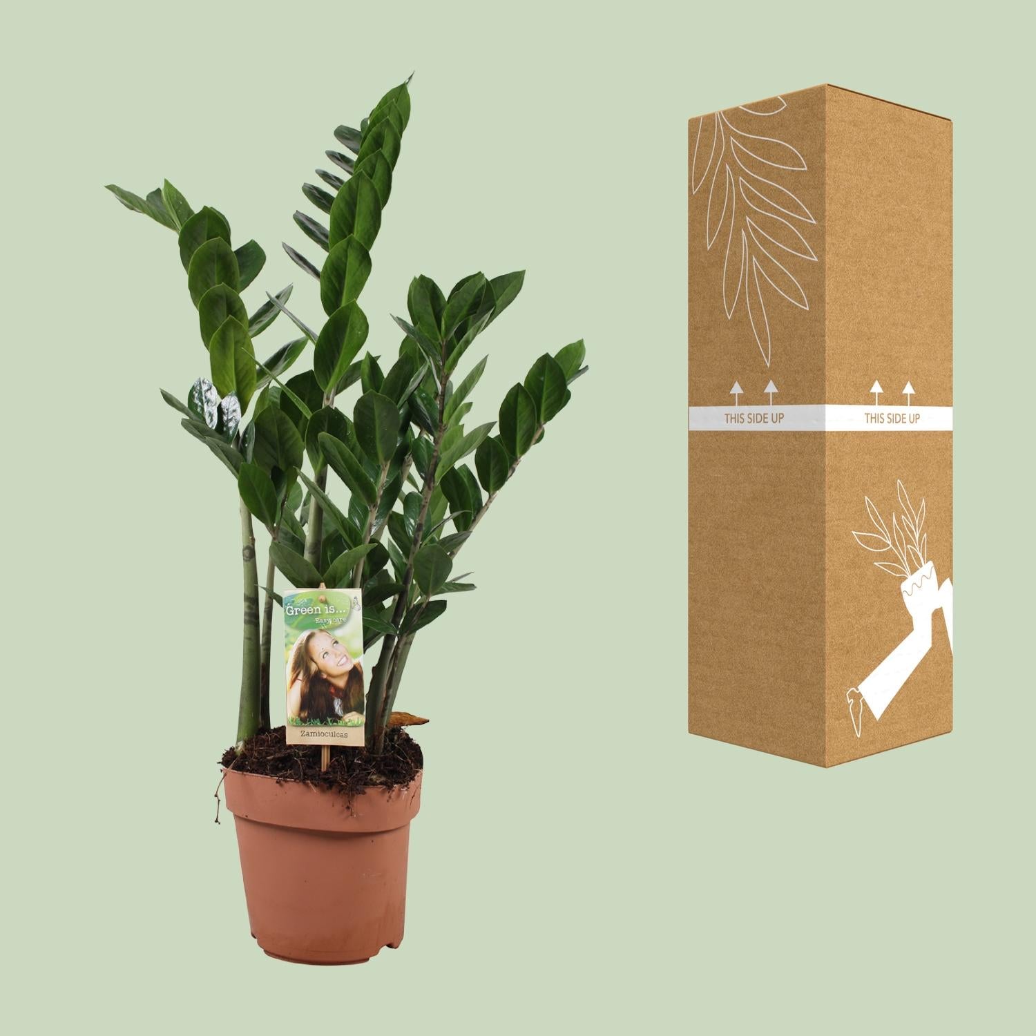 Zamioculcas Zamiifolia - Ø17 cm - ↕70 cm