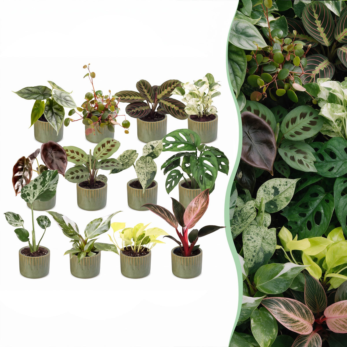 Baby Plants Surprise Box 12x - Verrassingsbox kleine planten - Diversen - Tropisch - incl. Linnea Olive - Ø6cm - ↕5-15cm