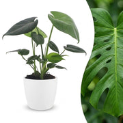 Monstera Deliciosa - Gatenplant - met Potter Wit - Pot 12cm - Hoogte - 30cm