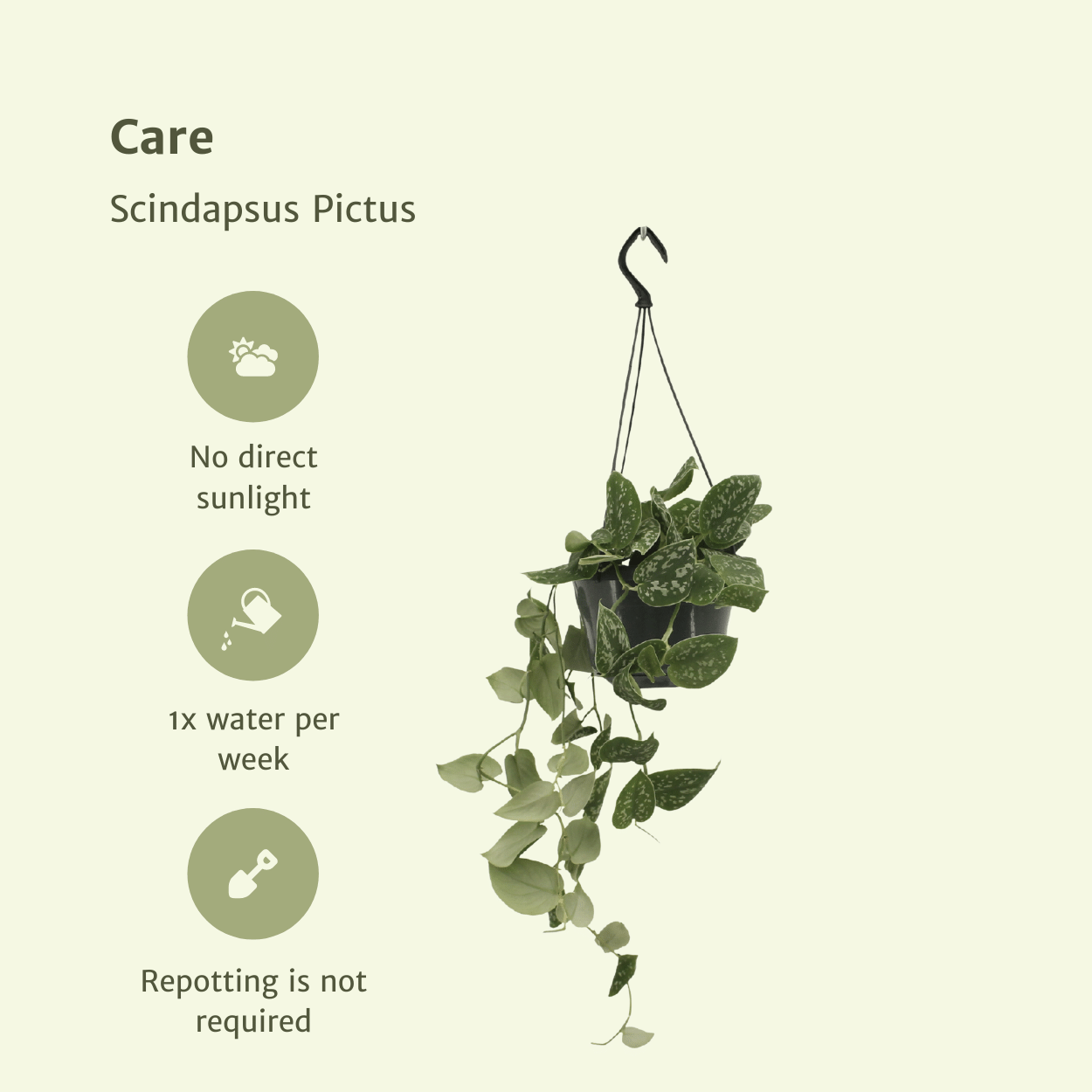 Scindapsus Pictus (Epipremnum) - 2 pezzi - Ø15cm - ↕20cm