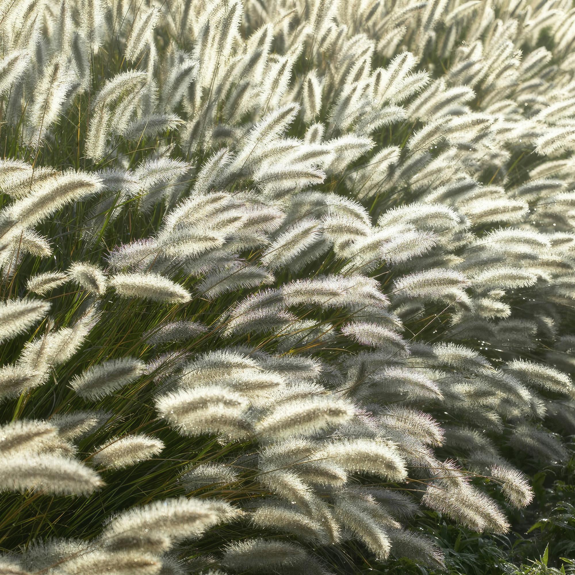 48x Pennisetum alopecuroides 'Hameln' - ↕10-25cm - Ø9cm