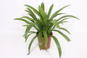 Hymenocallis Speciosa - Ø27cm - ↕80cm