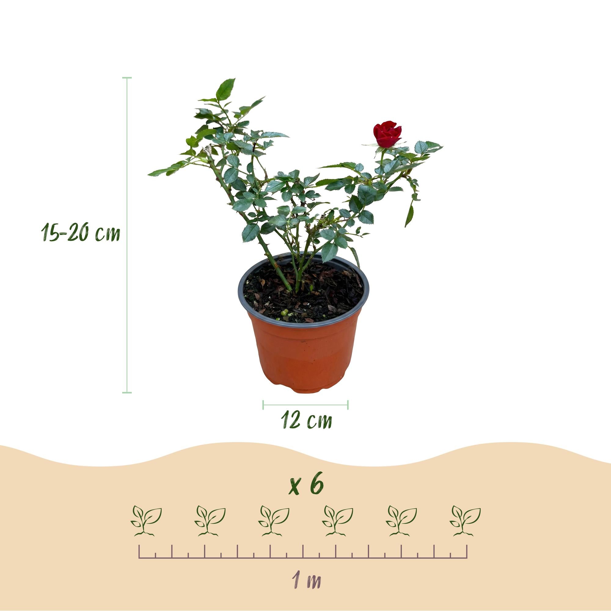 Rosa Rote The Fairy - Roos - Winterhard - Rood - 1 Plant - Pot 12cm - Hoogte Hoogte 20-25cm