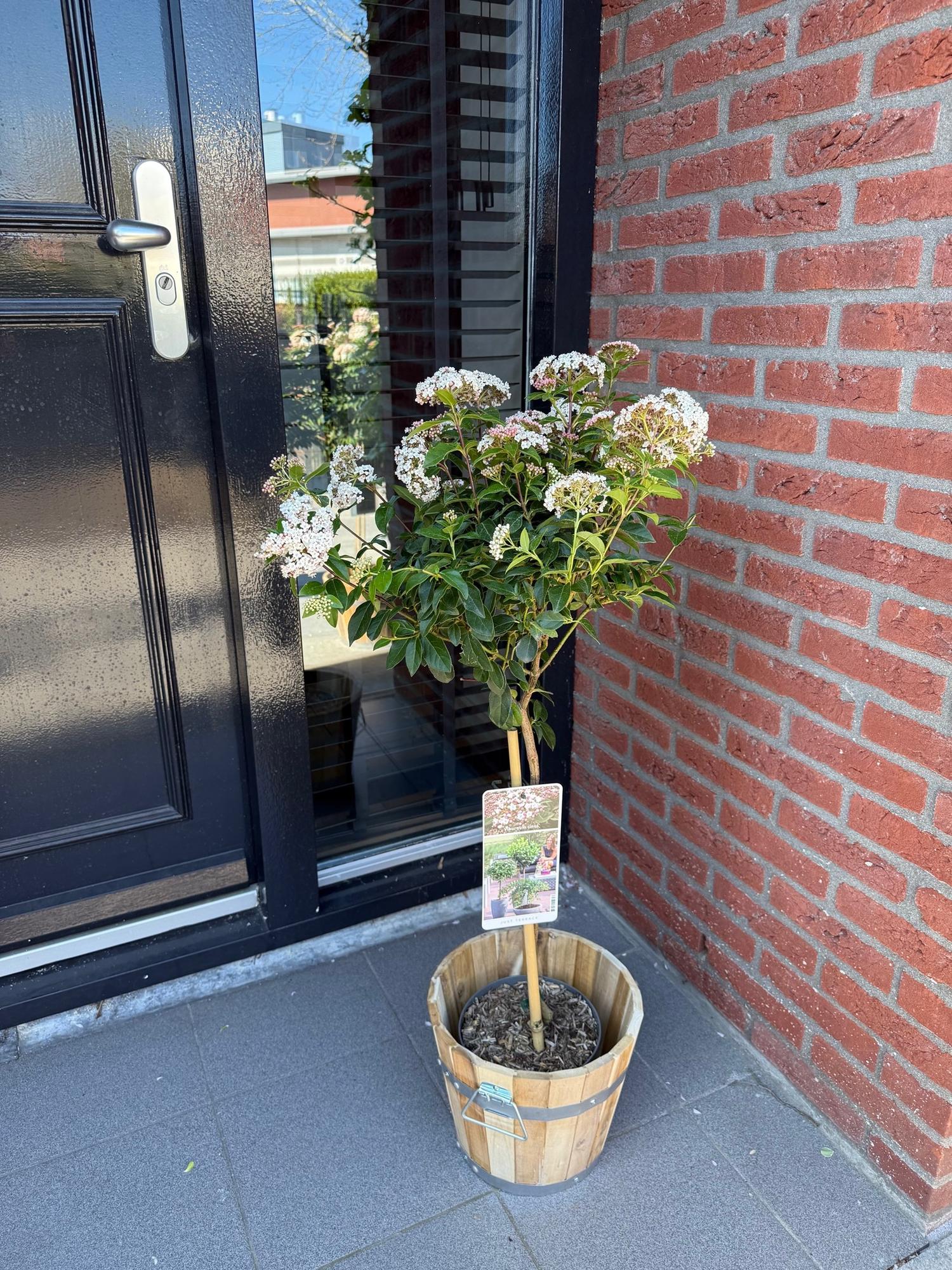 Viburnum tinus - Terras Plant - Bladhoudend - Winterhard - Wit-Roze Bloem - Pot 19cm Hoogte 90cm
