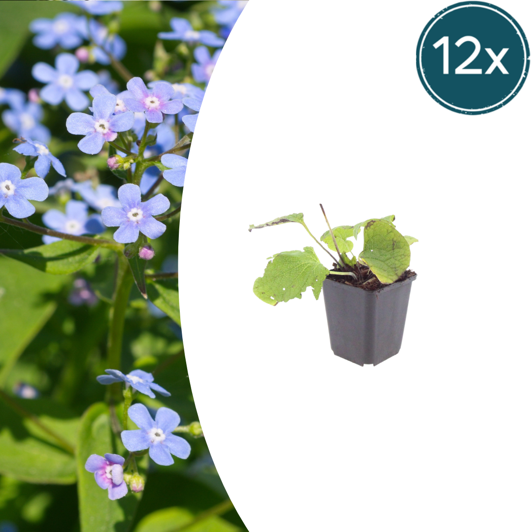 12x Brunnera macrophylla - ↕10-25cm - Ø9cm