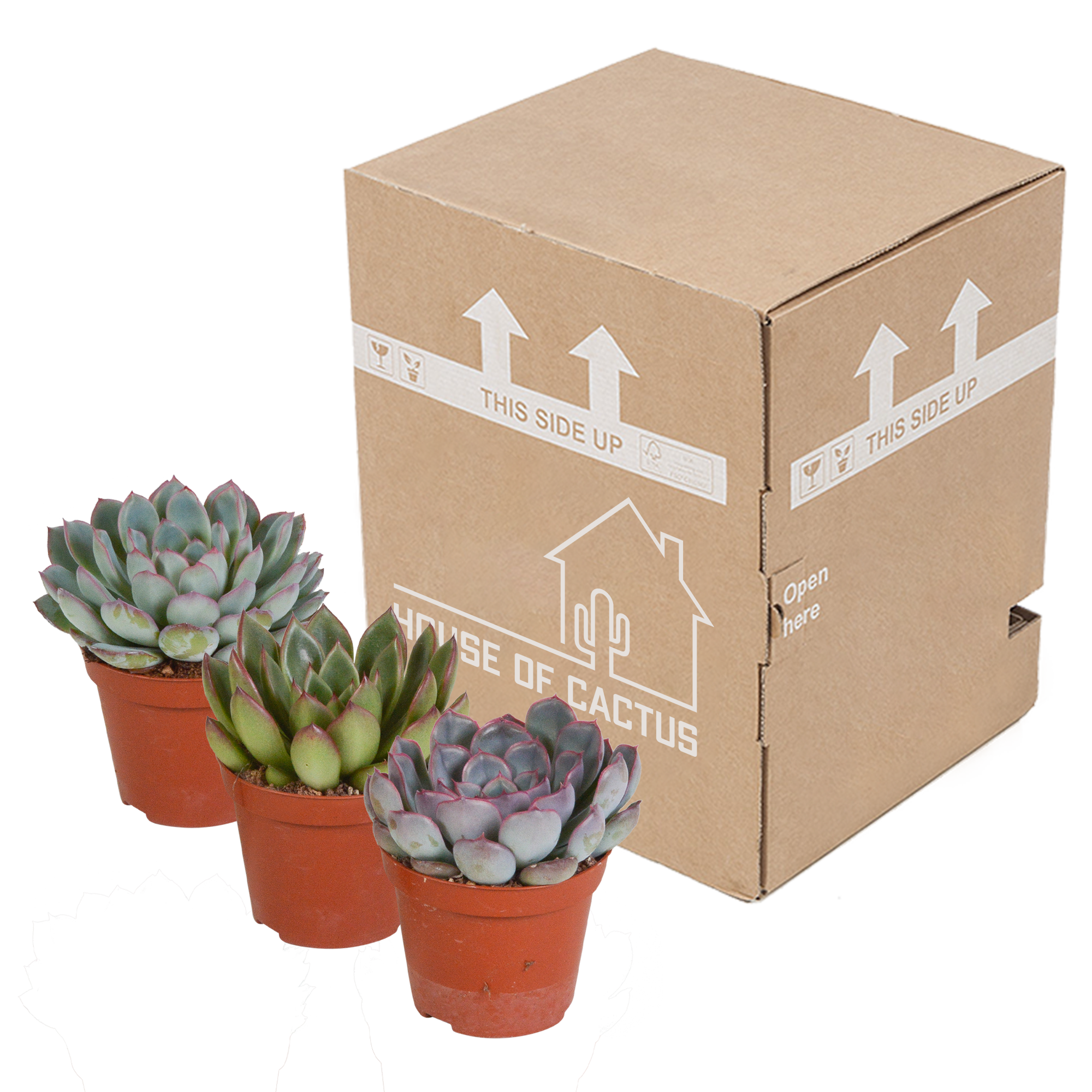 Echeveria mix 8.5 cm - 3x - zonder pot