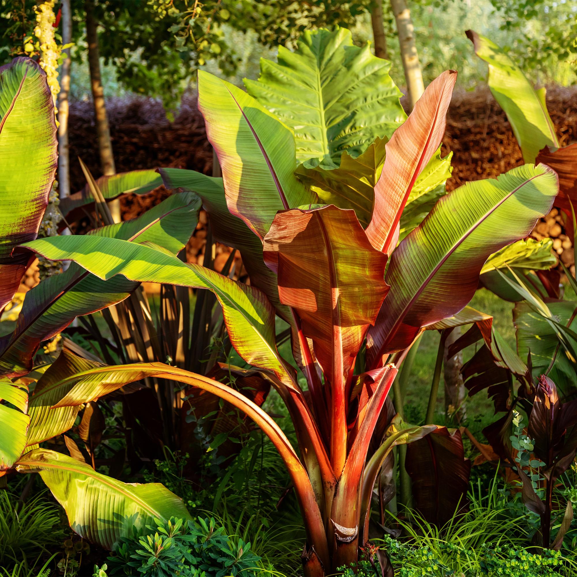 Bananen plant - Ensete ventricosum Maurelli - Winterhard - 4 planten - Pot 17cm Hoogte 40cm