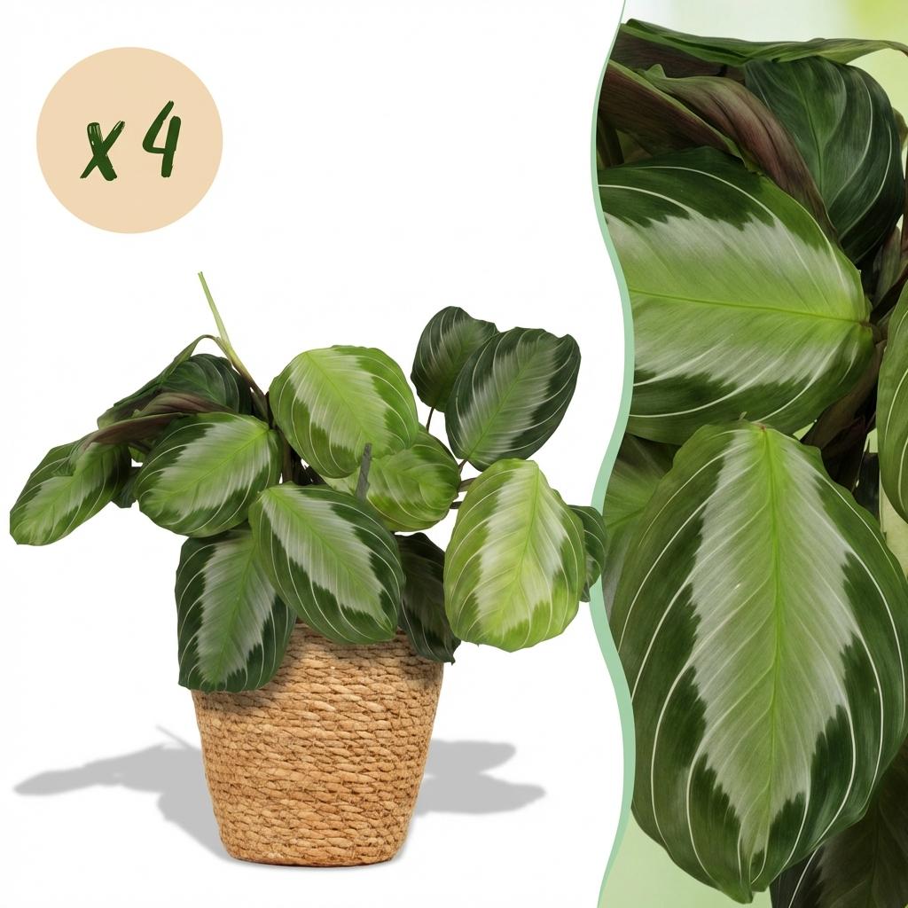 Maranta Fascinator Silverband - Gebedsplant - Huisdiervriendelijke Plant - Groen - 4 Planten - met Mand - Pot 12cm - Hoogte 25cm