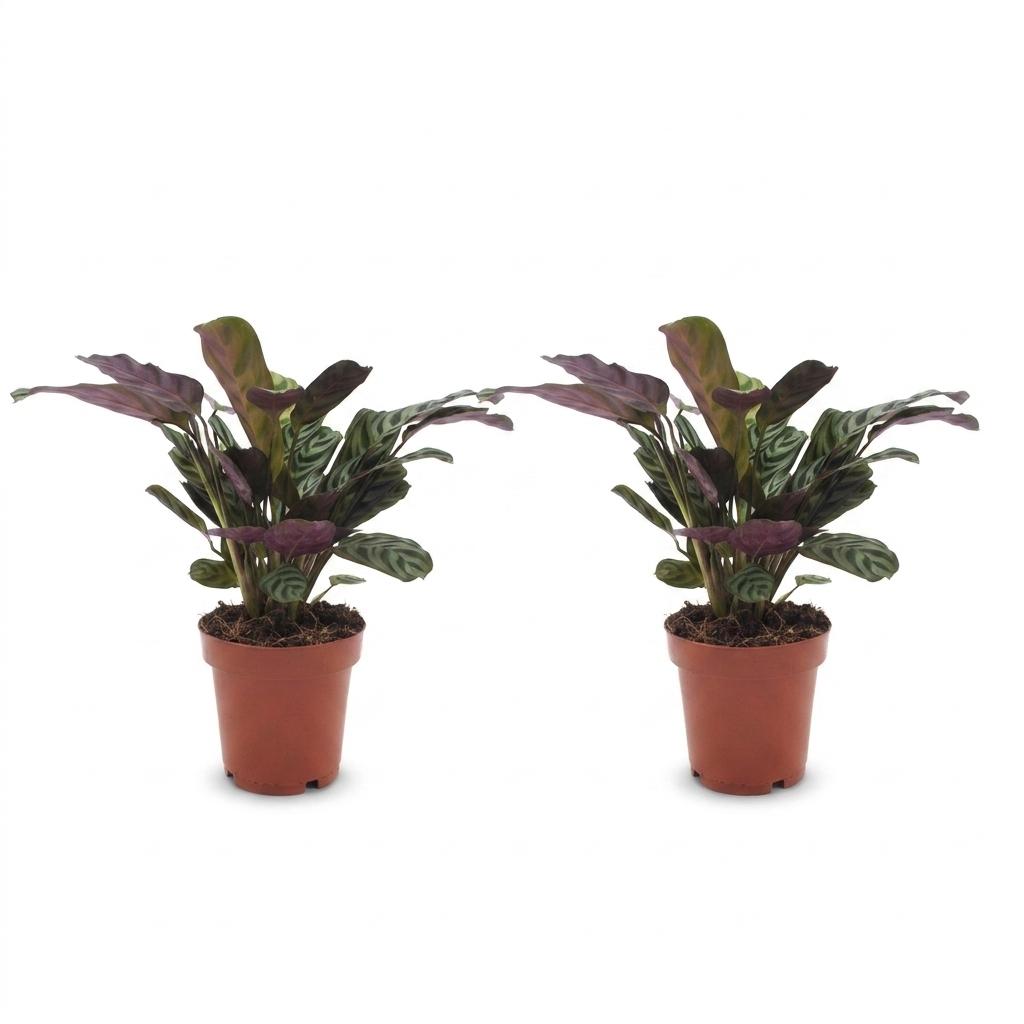 Ctenanthe Burle Marxii - Visgraatplant - 2x - Pot 12cm - Hoogte - 30cm