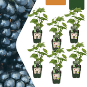 6 plants de mûrier bio - Ø 13 cm - ↨ 20 cm