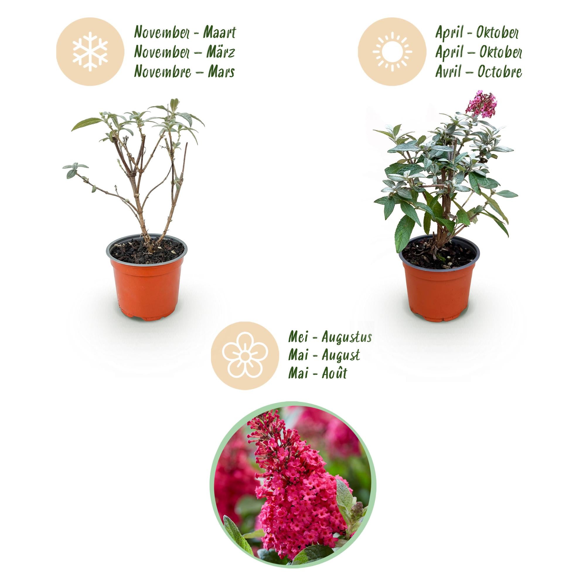 Buddleja davidii Butterfly Candy Little Ruby - Vlinderstruik - Compact - Rood - 3 Planten - Pot 12cm - Hoogte 20-25cm