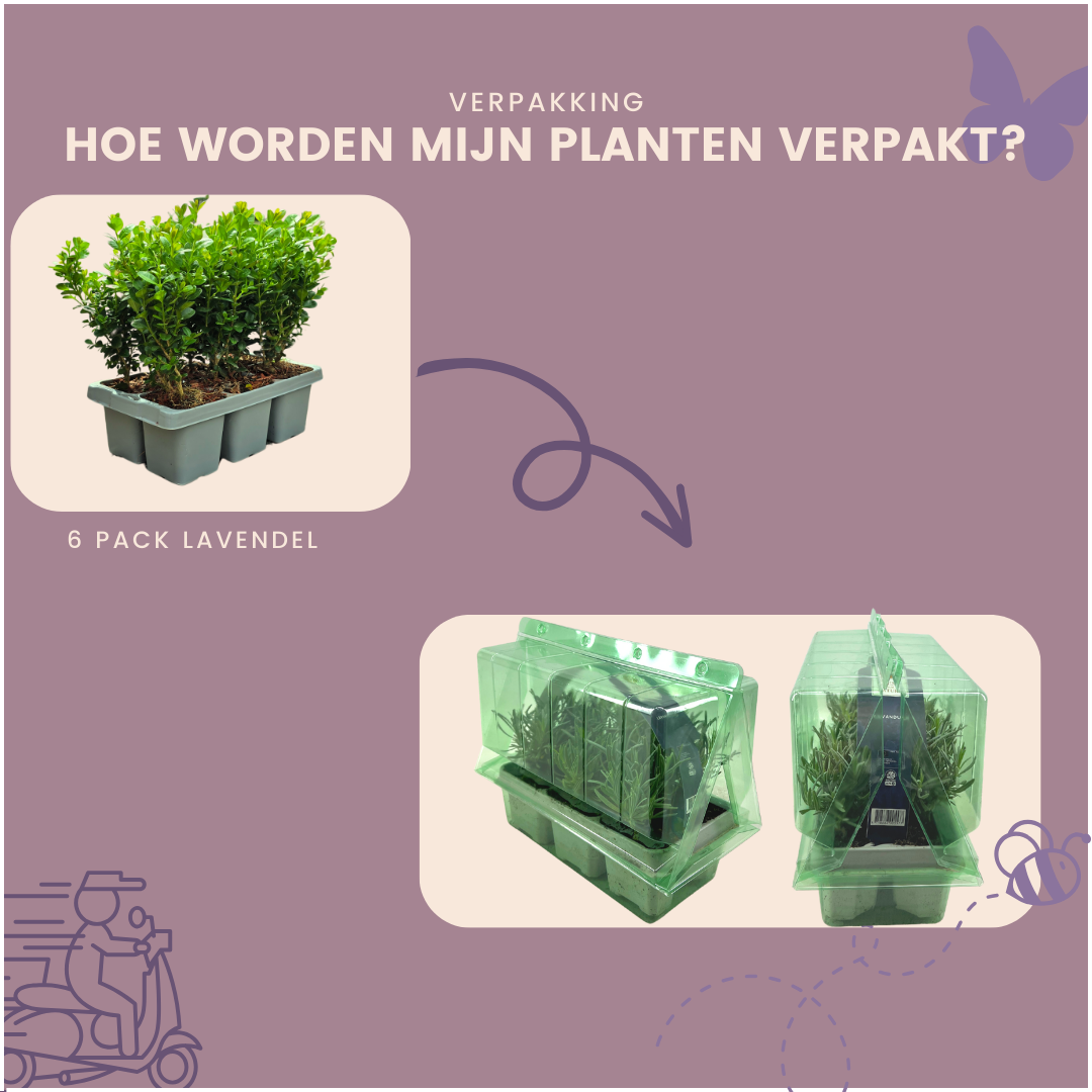 12 x 6er-Pack Buxus NewGen Freedom – Winterharte, immergrüne Sträucher 72 x Ø7 cm - ↕15 cm | Kompakter Buchsbaum