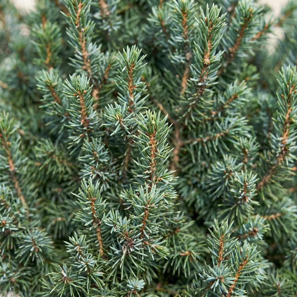 Picea glauca Sander's Blue - 2x Blauwe kegelspar - Blauw - Kerstboom - Ø23cm - ↕60cm