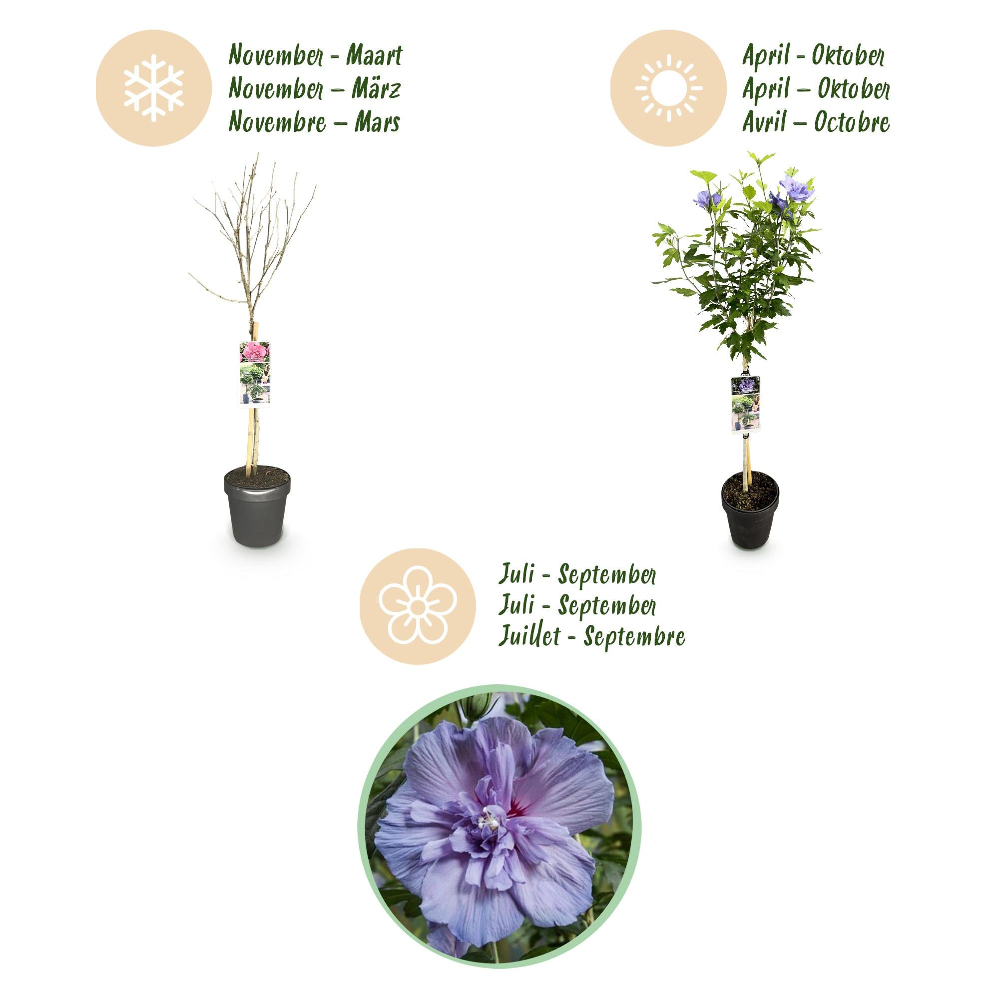 Hibiscus syriacus Blue Chiffon® - Plant op stam - Terras Plant - Bladverliezend - Weinig Onderhoud - Pot 19cm Hoogte 90cm
