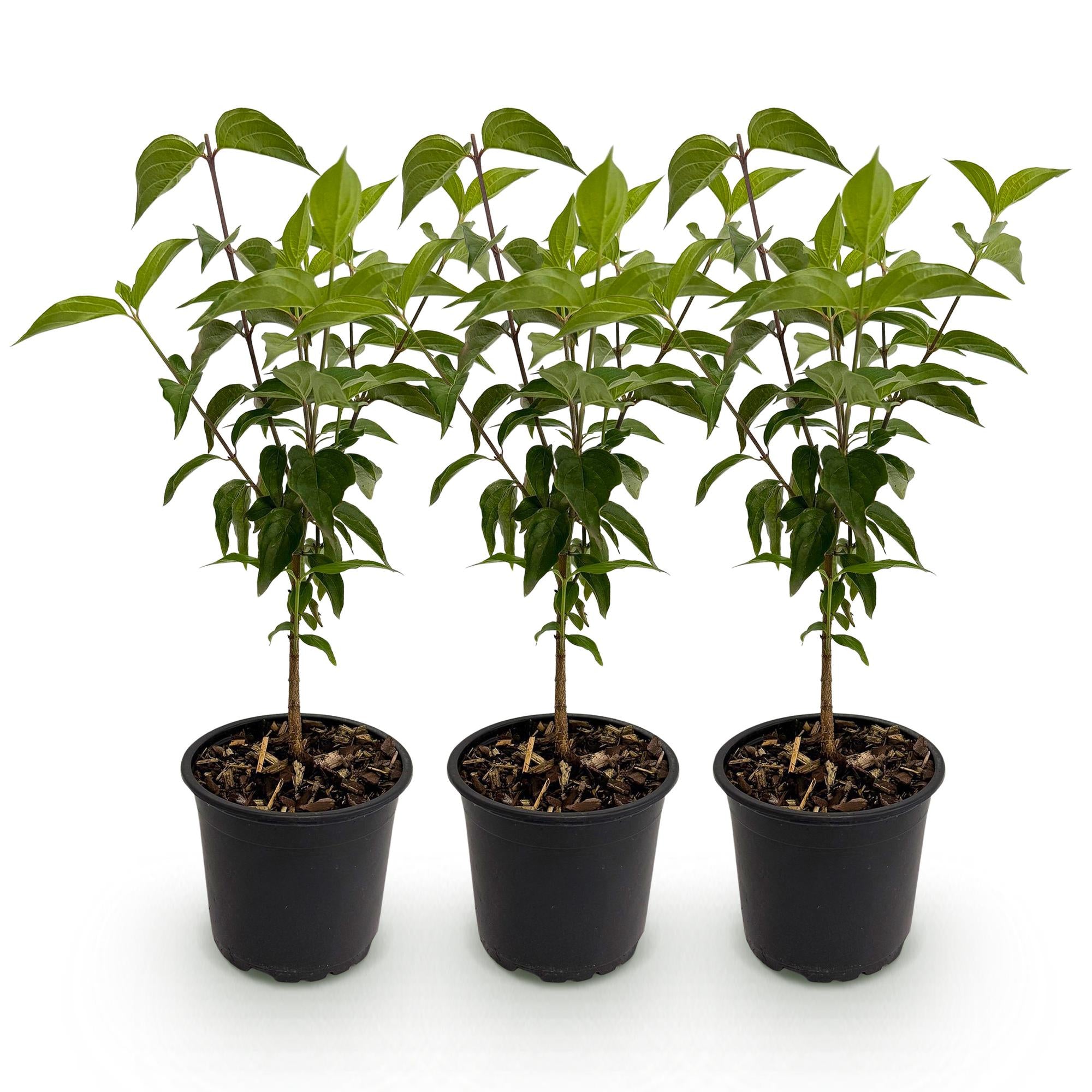 Cornus kousa chinensis - Bloem Wit - 3 Planten - Bladverliezend - Weinig Onderhoud - Pot 12cm Hoogte 35cm