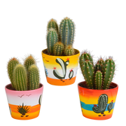 Cereus mix 10,5cm - 3x - in Mexicaanse pot
