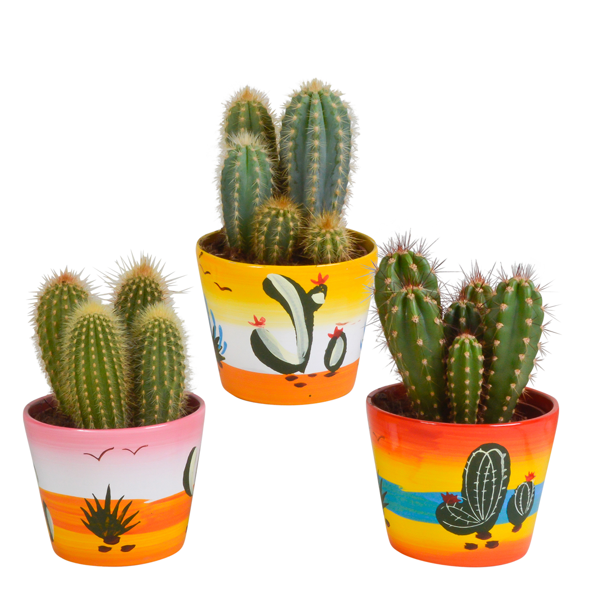 Cereus mix 10,5cm - 3x - in Mexicaanse pot