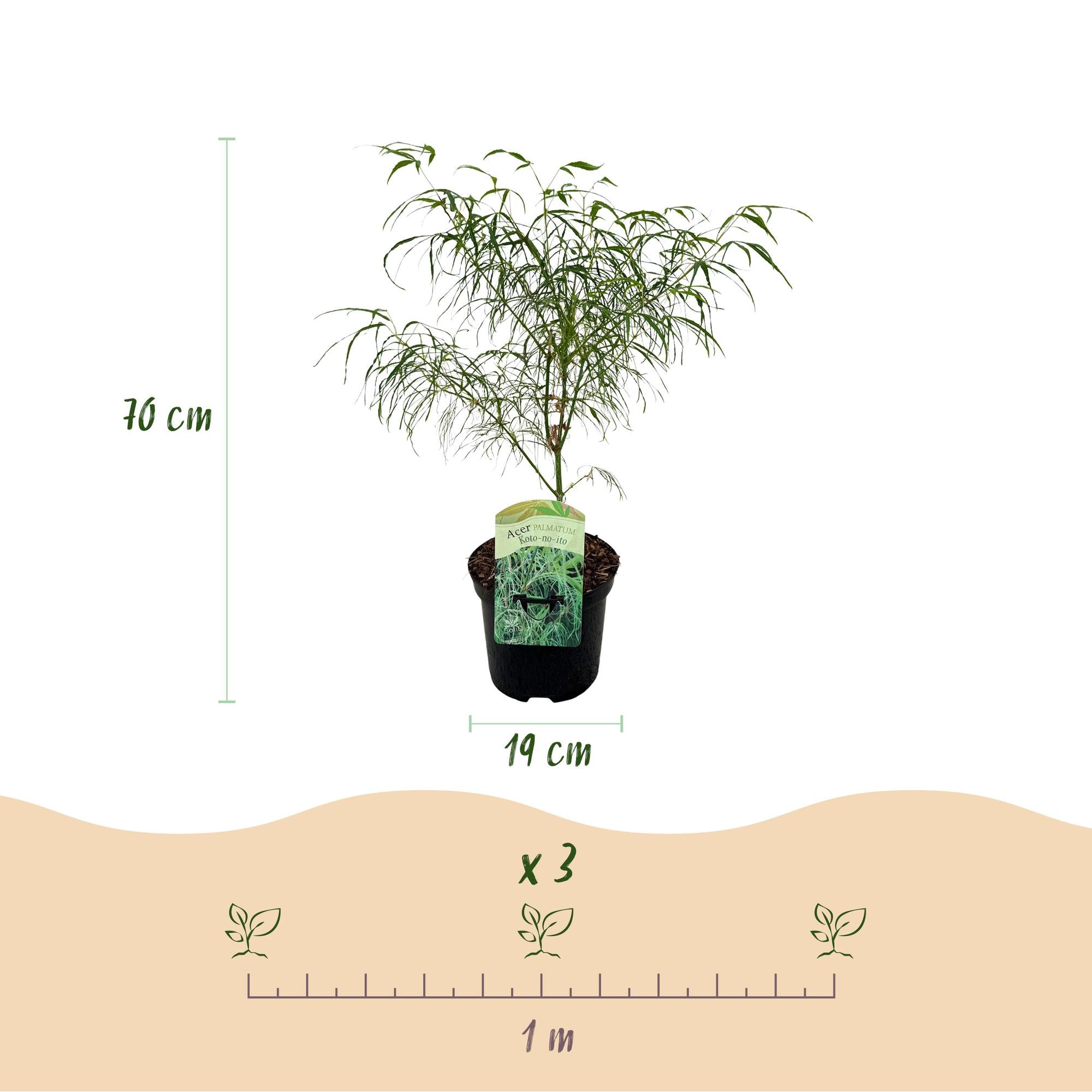 Japanse Esdoorn - Acer palmatum Koto-no-ito - Groen - 1 Plant - Bladverliezend - Pot 19cm Hoogte 70cm