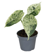 Alocasia Dragon Scale Mint Variegata - Groen - Variegata - Tropisch - Ø6cm - ↕12cm