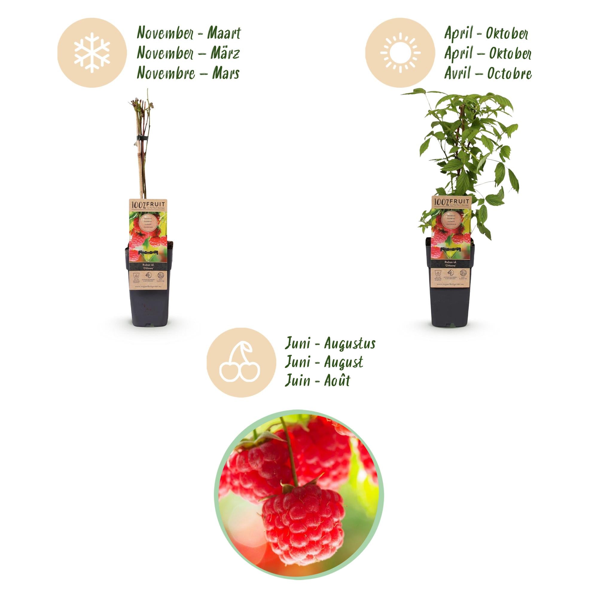 Rubus idaeus Ottawa - Frambozenplant - Winterhard - Rode Framboos - 2 Planten - Pot 15cm - Hoogte 50cm