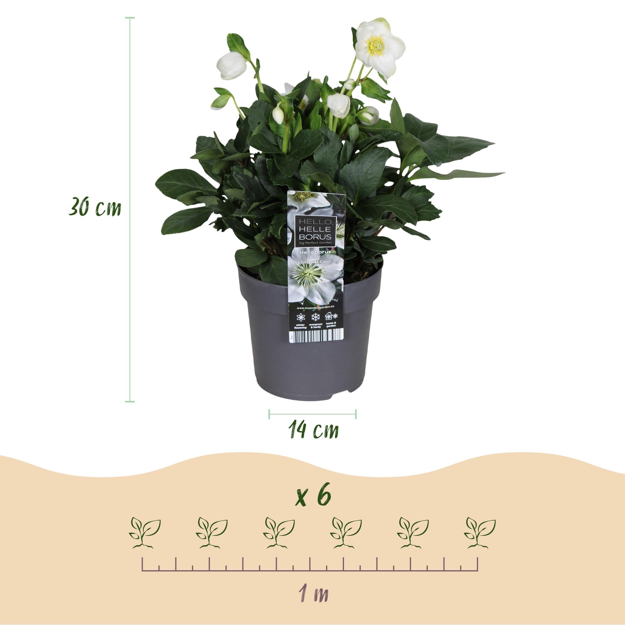 Kerstroos - Helleborus Christmas Carol  - Witte Bloem -1 Plant - Groenblijvend - Pot 14cm Hoogte 30cm