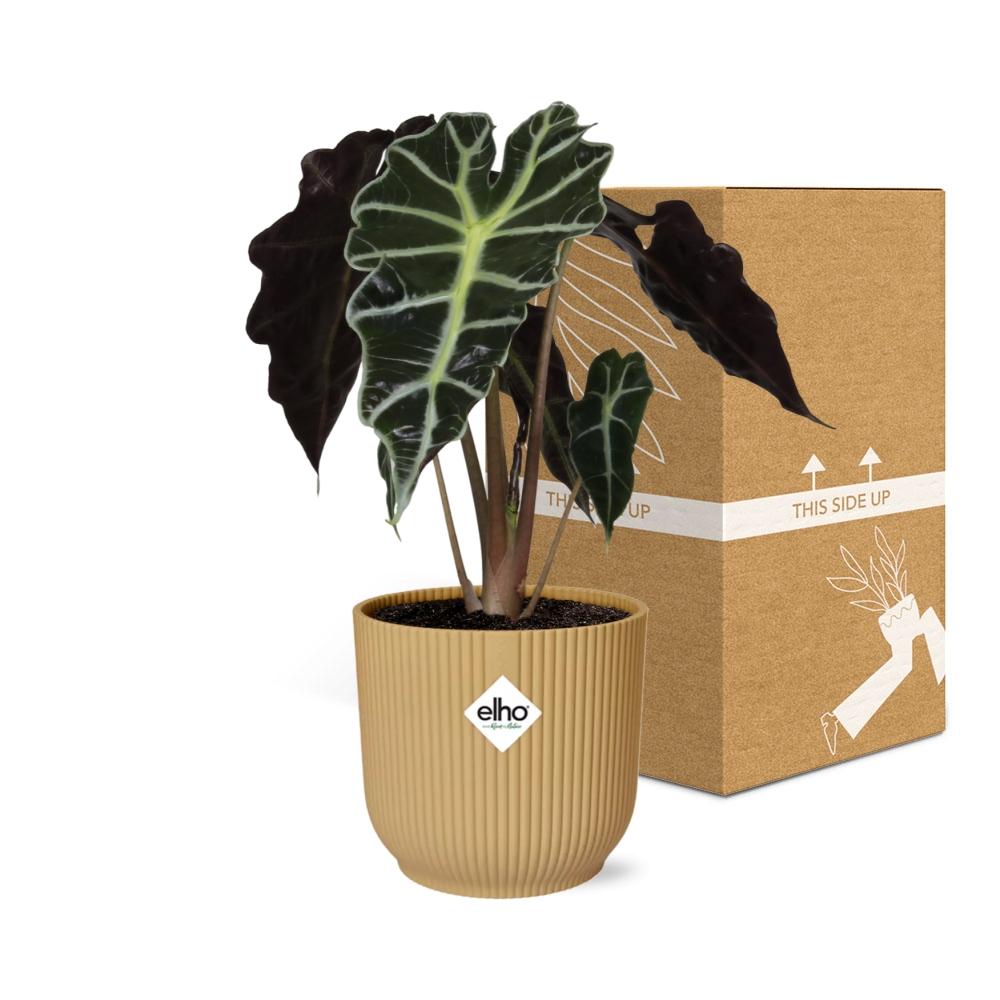 Alocasia 'Polly' en ELHO Vibes Fold 14cm jaune