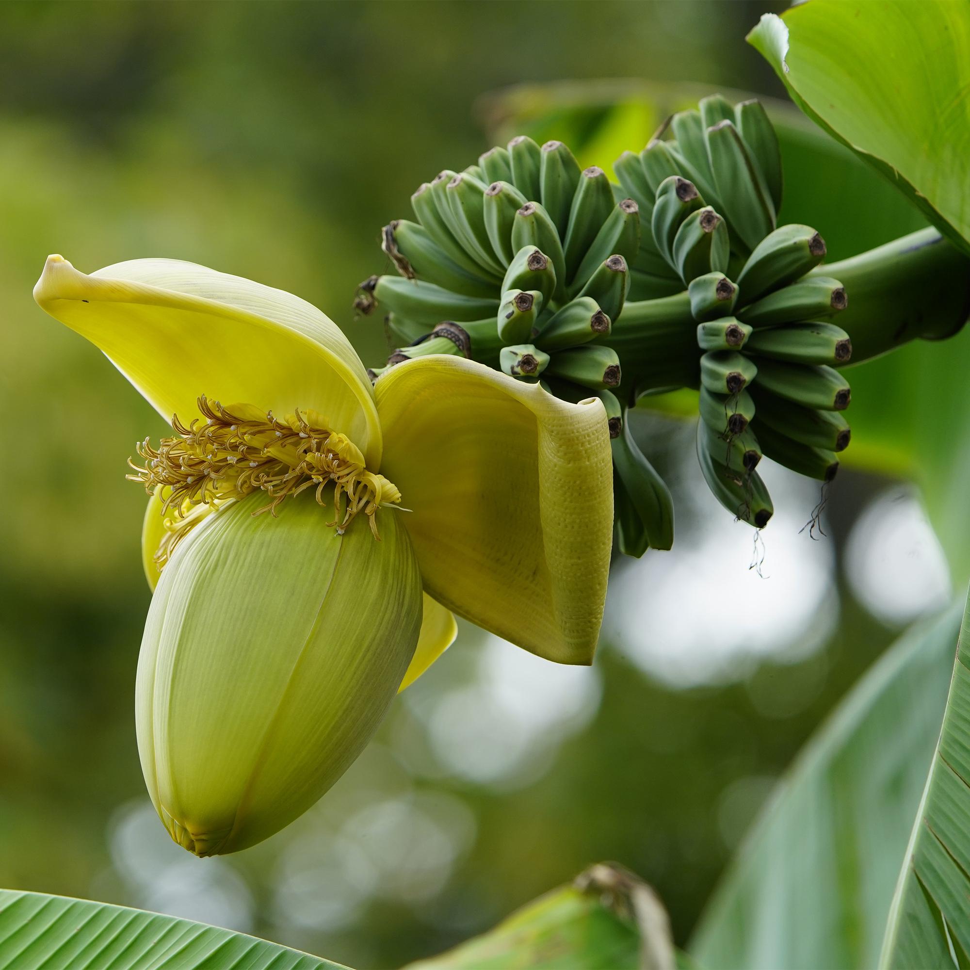 Bananen plant - Musa Basjoo - Winterhard - 4 planten - Pot 17cm Hoogte 40cm