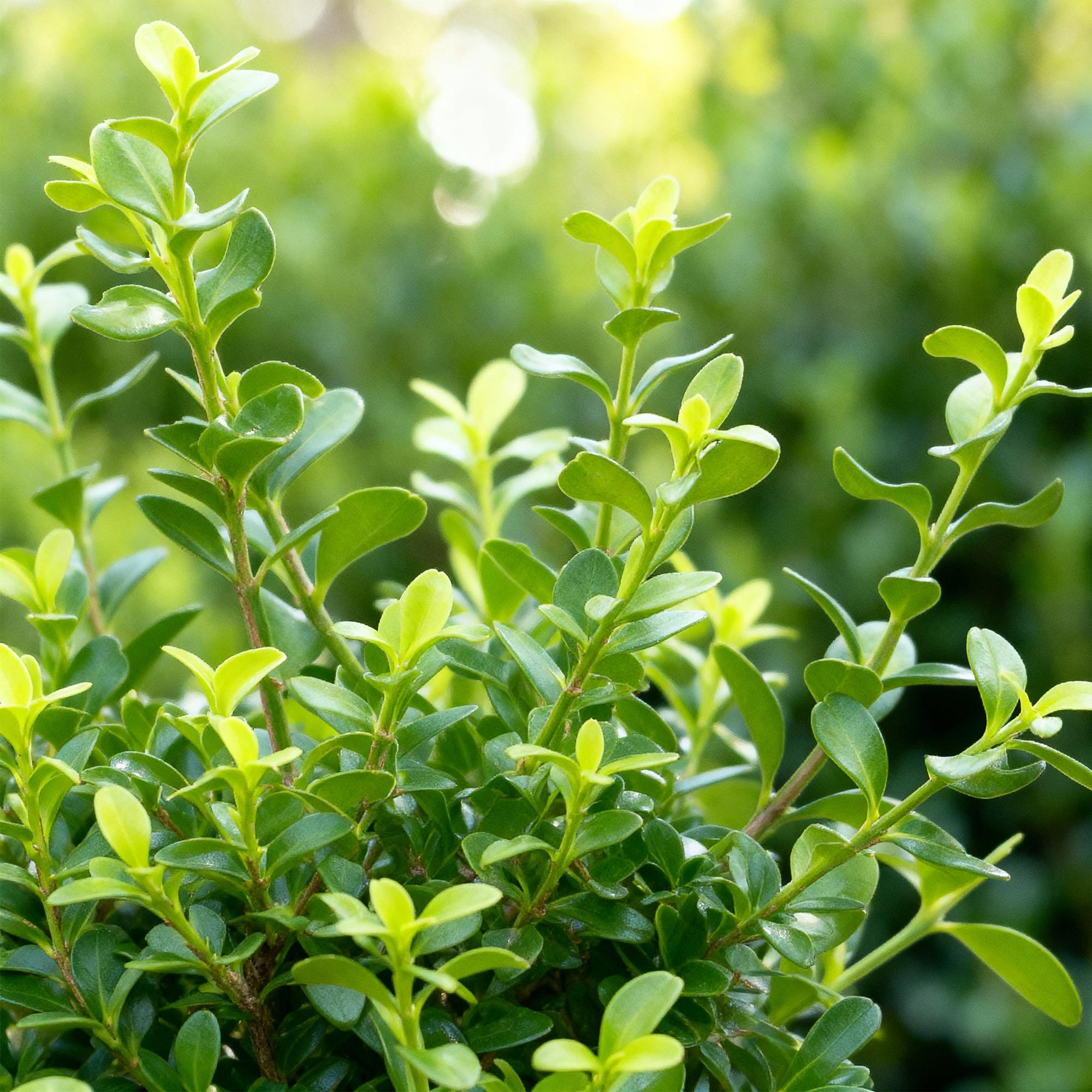 Buxus Haag - BetterBuxus Babylon Beauty - Resistant tegen de Buxus schimmel - 16 planten - 2 strekkende meter - pot 9cm hoogte 20-25