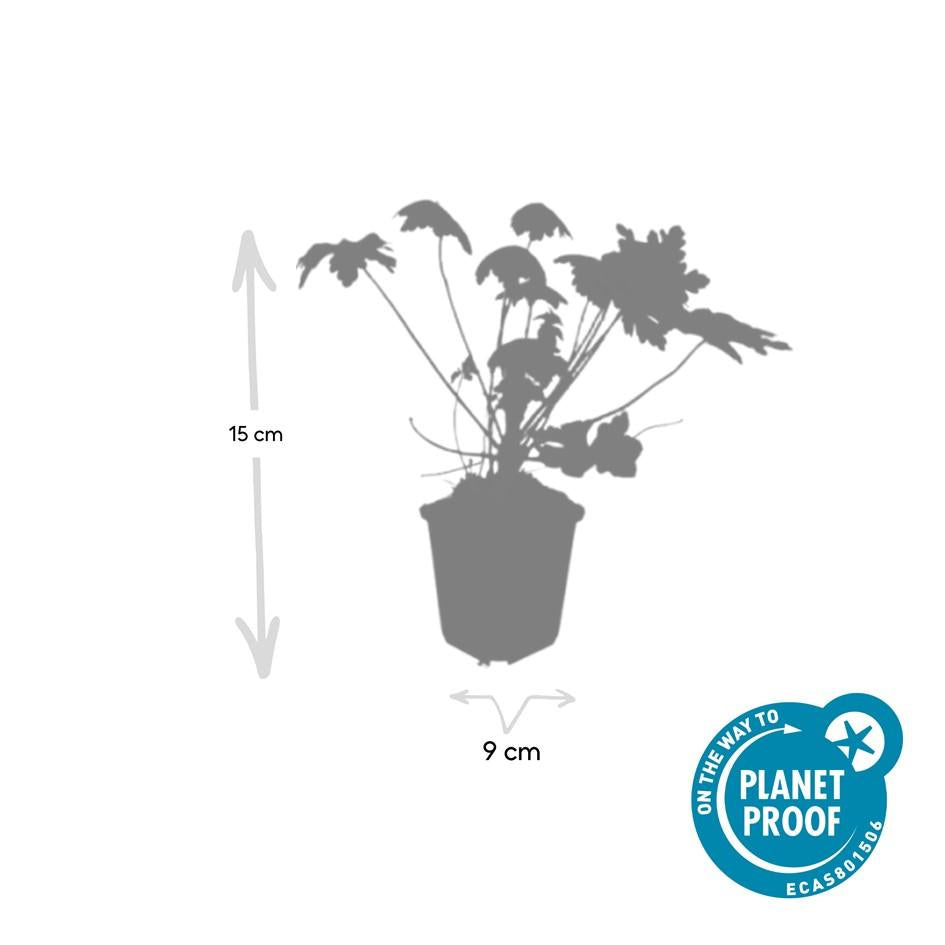 6x Geranium macr. 'Spessart' - ↕10-25cm - Ø9cm