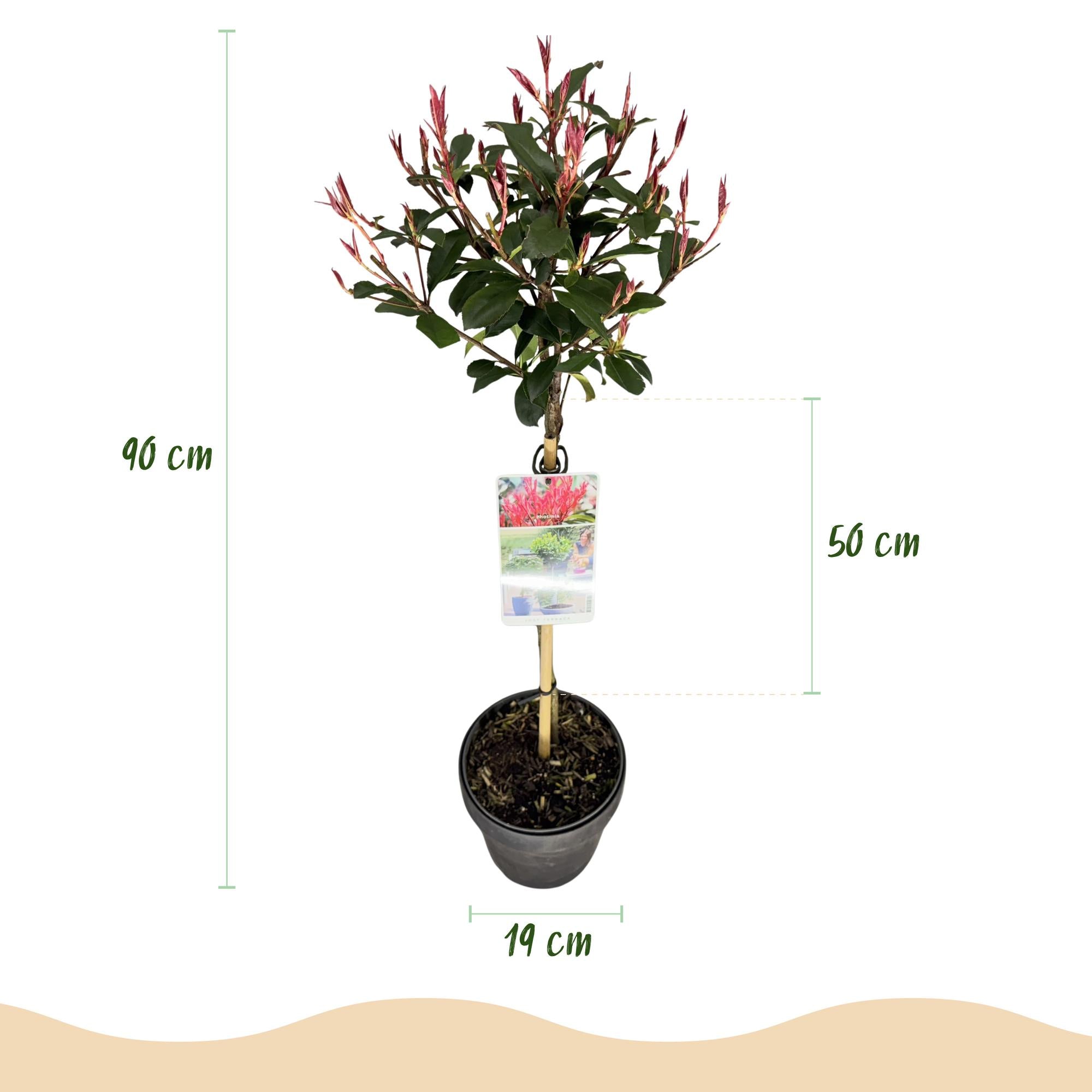 Photinia fraseri Carre Rouge - Terras Plant - Bladhoudend - Winterhard - Groen-Rood Blad - Pot 19cm Hoogte 90cm