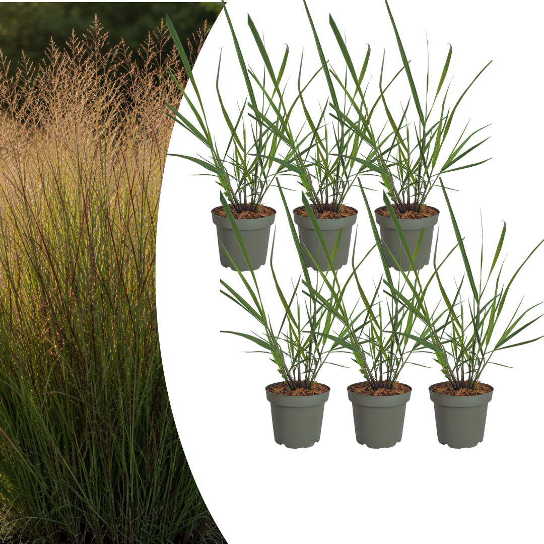 6x Panicum virgatum ‘Rotstrahlbusch’ – Siergras met warme herfstkleuren | Potmaat 12 cm