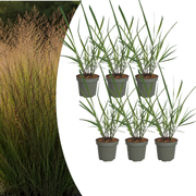 6x Panicum virgatum ‘Rotstrahlbusch’ – Siergras met warme herfstkleuren | Potmaat 12 cm