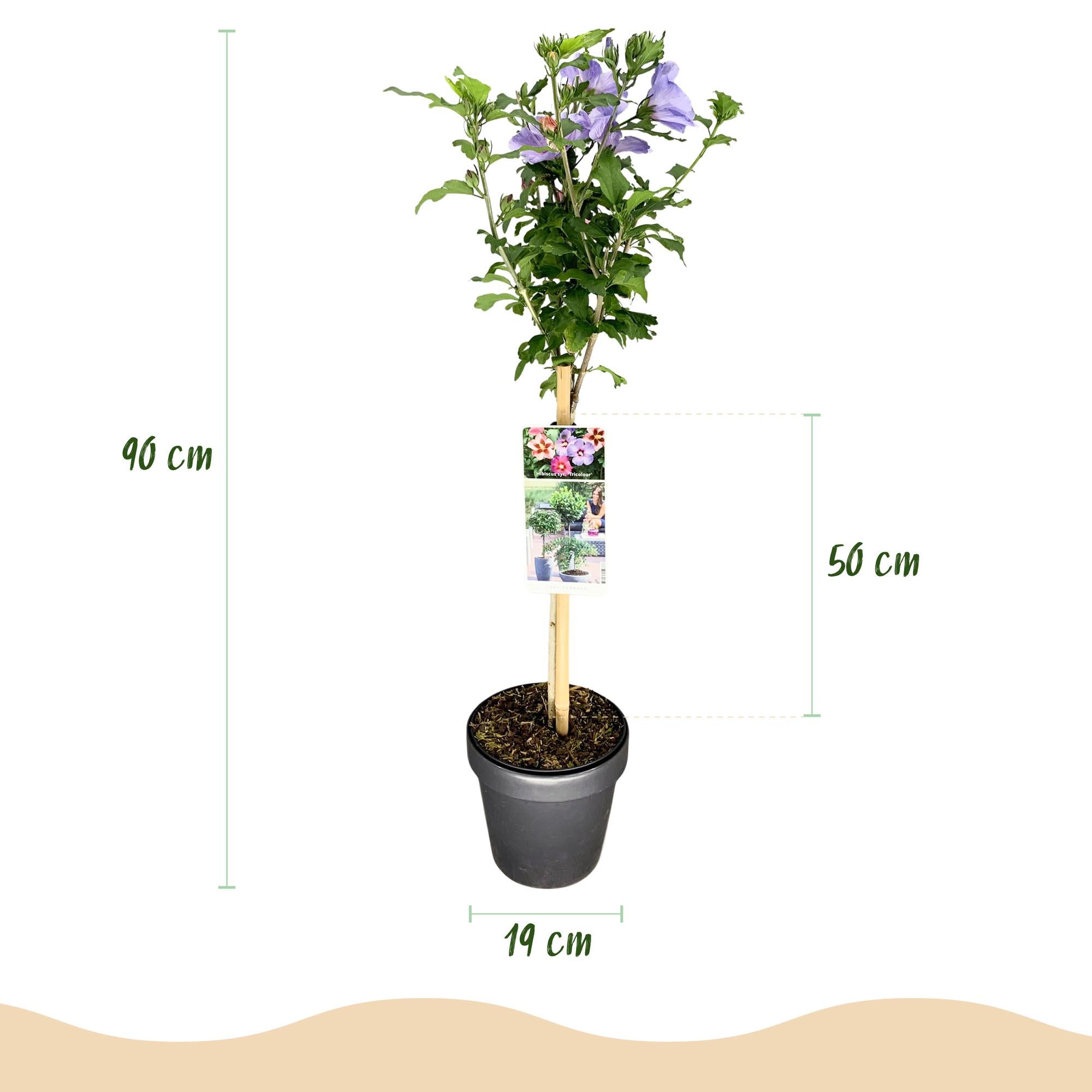 Hibiscus syriacus Tricolour  - Terras Plant - Bladverliezend - Winterhard - Witte, Roze, Paarse Bloem - Pot 19cm Hoogte 90cm