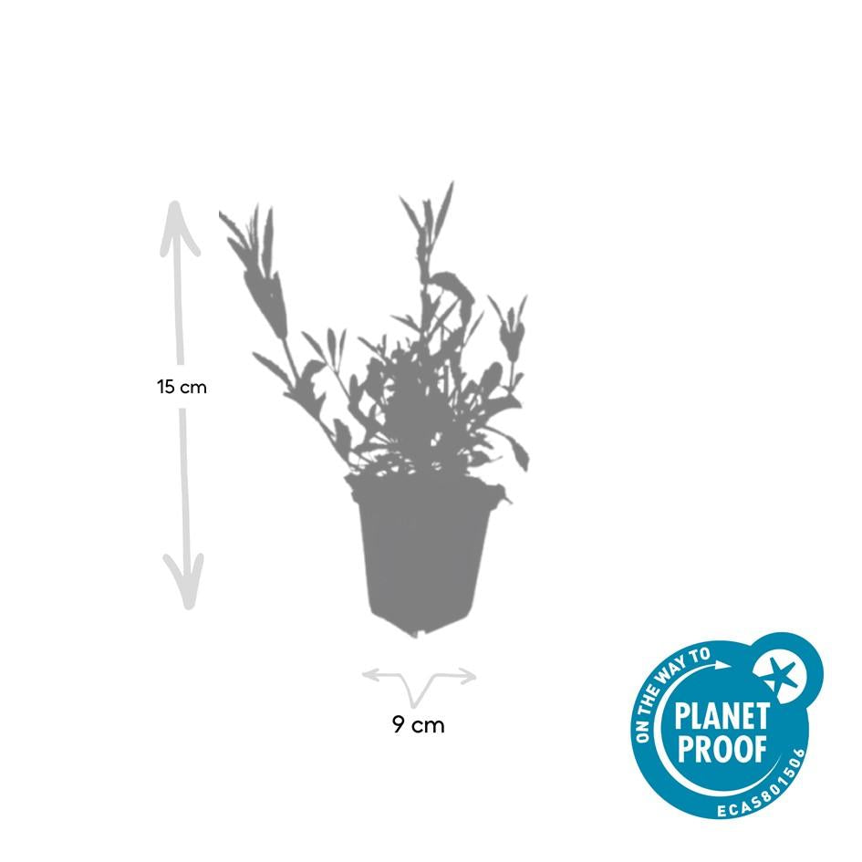 12x Verveine bonariensis - ↕10-25cm - Ø9cm