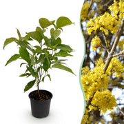 Cornus mas - Bloem Geel - 1 Plant - Bladverliezend - Weinig Onderhoud - Pot 12cm Hoogte 35cm